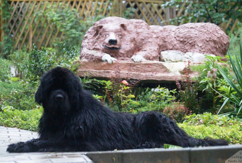 Фото: ньюфаундленд Charuyuschiy Chezario (Чарующий Чезарио)