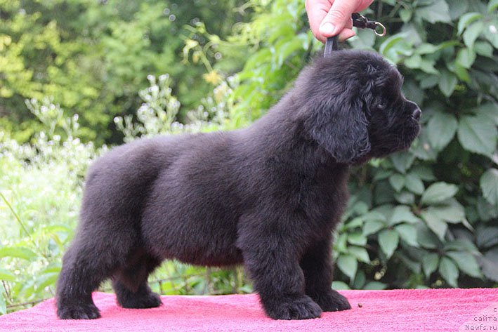 Фото: ньюфаундленд Iskander s Berega Dona (Искандер с Берега Дона)