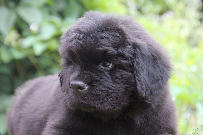 Фото: ньюфаундленд Iskander s Berega Dona (Искандер с Берега Дона)