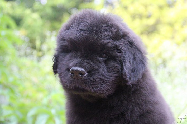 Фото: ньюфаундленд Iskander s Berega Dona (Искандер с Берега Дона)