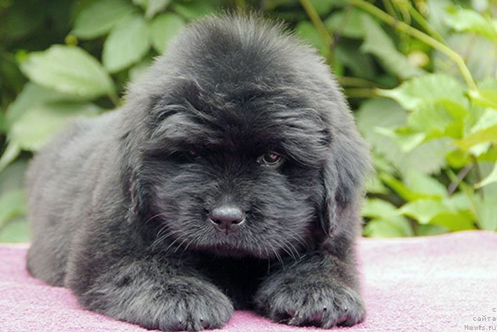 Фото: ньюфаундленд Iskander s Berega Dona (Искандер с Берега Дона)