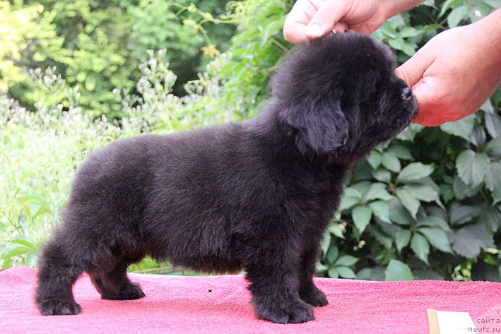 Фото: ньюфаундленд Ippolit s Berega Dona (Ипполит с Берега Дона)