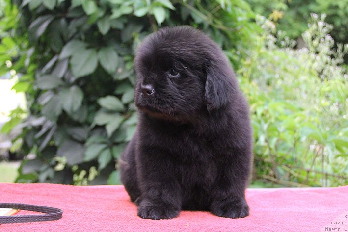 Фото: ньюфаундленд Ippolit s Berega Dona (Ипполит с Берега Дона)