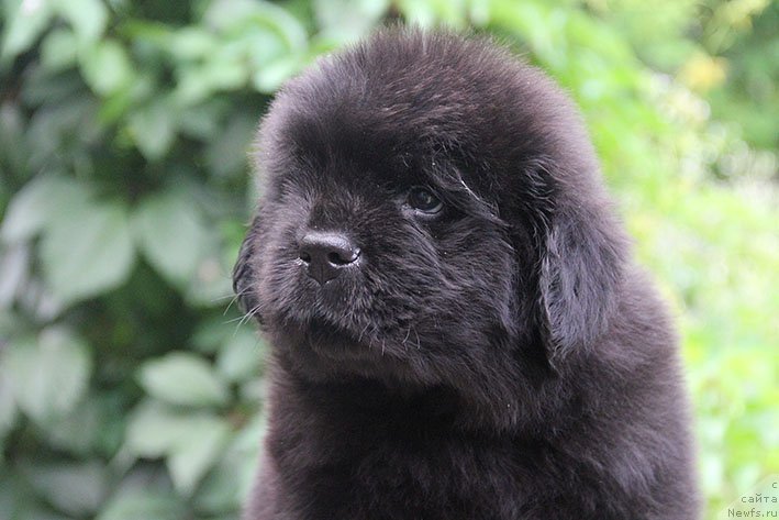 Фото: ньюфаундленд Ippolit s Berega Dona (Ипполит с Берега Дона)