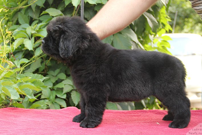 Фото: ньюфаундленд Ifidzheniya s Berega Dona (Ифиджения с Берега Дона)