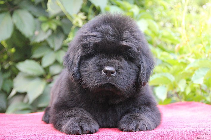 Фото: ньюфаундленд Ifidzheniya s Berega Dona (Ифиджения с Берега Дона)