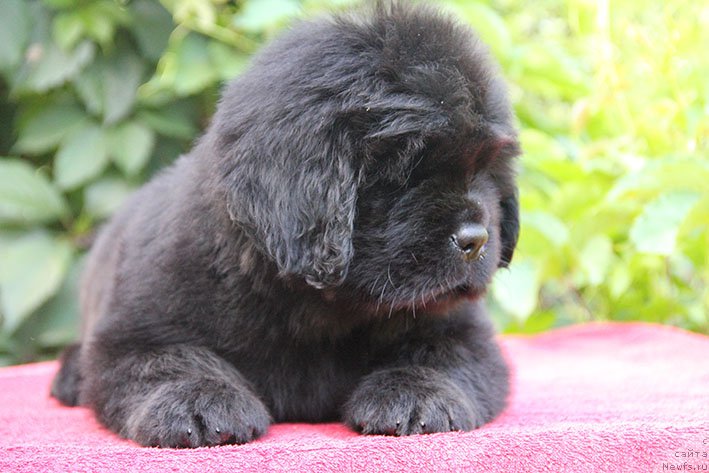 Фото: ньюфаундленд Ifidzheniya s Berega Dona (Ифиджения с Берега Дона)