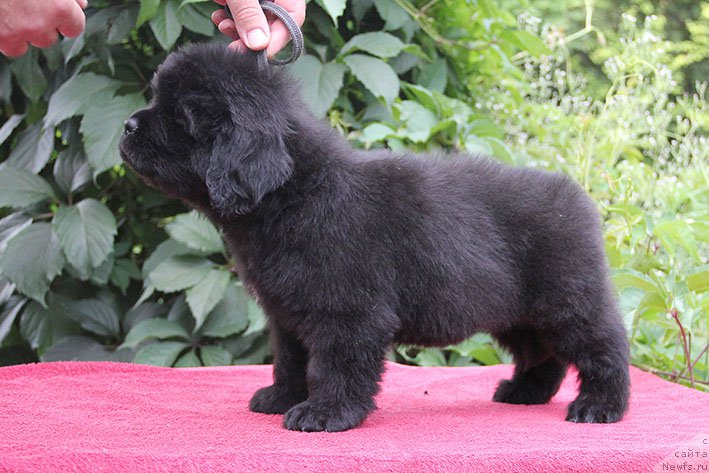 Фото: ньюфаундленд Isidora s Berega Dona (Исидора с Берега Дона)