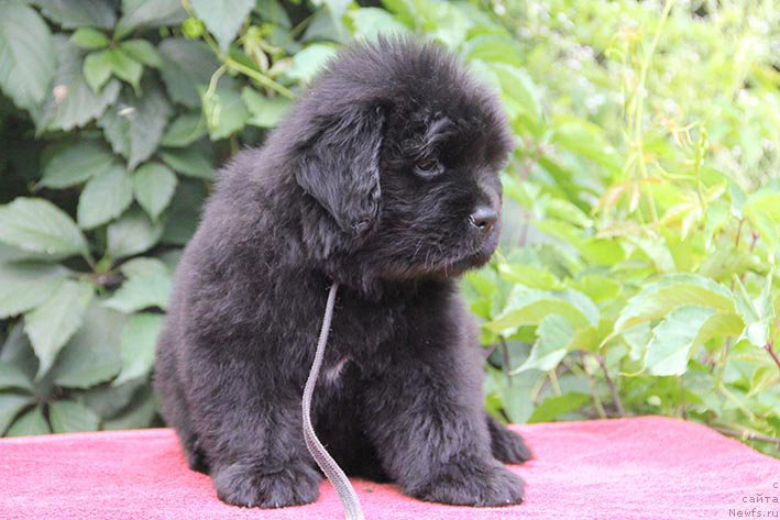 Фото: ньюфаундленд Isidora s Berega Dona (Исидора с Берега Дона)