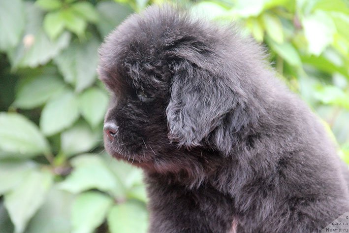 Фото: ньюфаундленд Isidora s Berega Dona (Исидора с Берега Дона)