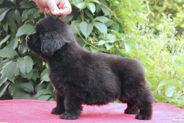 Фото: ньюфаундленд Ilarya s Berega Dona (Илария с Берега Дона)