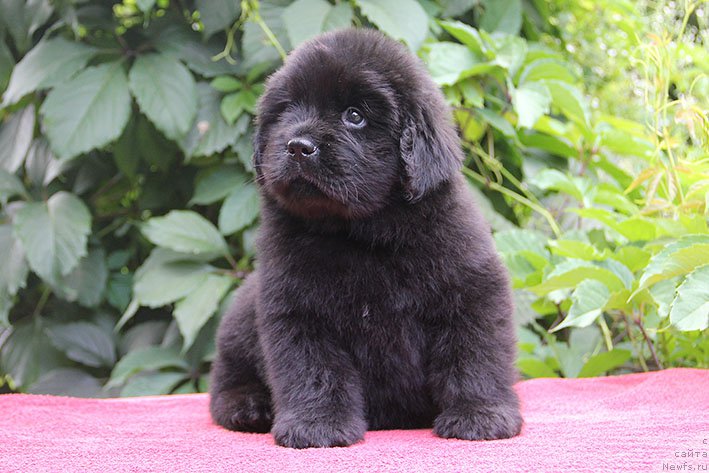 Фото: ньюфаундленд Ilarya s Berega Dona (Илария с Берега Дона)