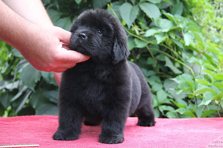 Фото: ньюфаундленд Ilarya s Berega Dona (Илария с Берега Дона)