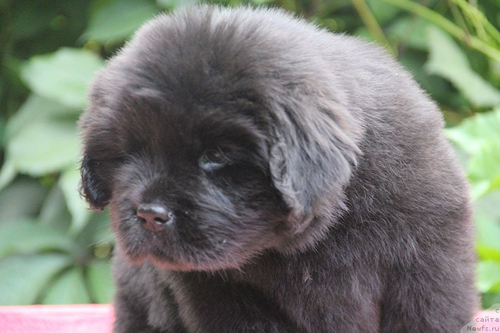 Фото: ньюфаундленд Ilarya s Berega Dona (Илария с Берега Дона)