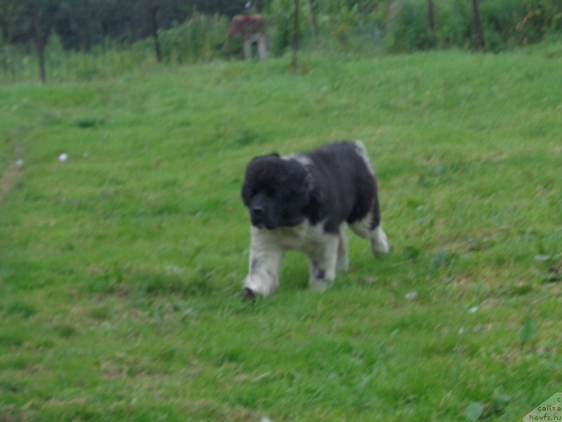 Фото: ньюфаундленд Selin Dion (Селин Дион)