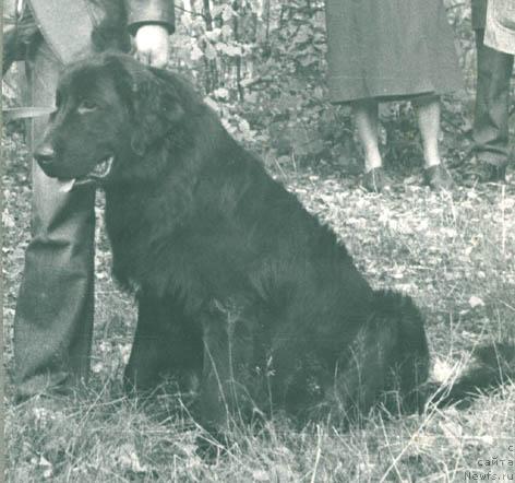 Фото: ньюфаундленд Irbis CHi (Ирбис Чи)