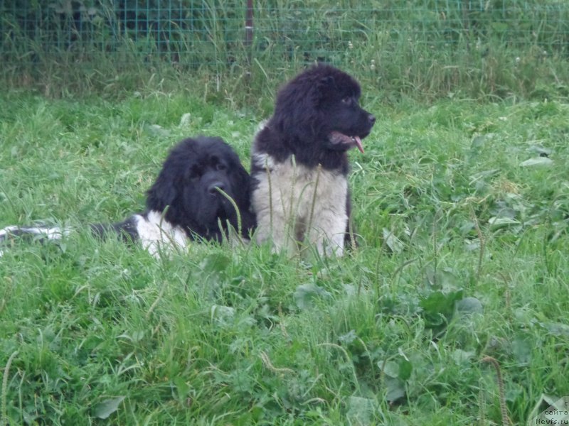 Фото: ньюфаундленд Super Premium Litoniel Vallaninor (Супер Премиум Литониэль Валланинор), ньюфаундленд Selin Dion (Селин Дион)