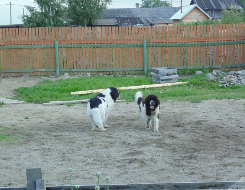 Фото: ньюфаундленд Baffi ot Karel'skih Medvedey (Баффи от Карельских Медведей), ньюфаундленд Mag Ispolin Morskaya Jemchujina (Маг Исполин Морская Жемчужина), ньюфаундленд Baffi ot Karel'skih Medvedey (Баффи от Карельских Медведей)