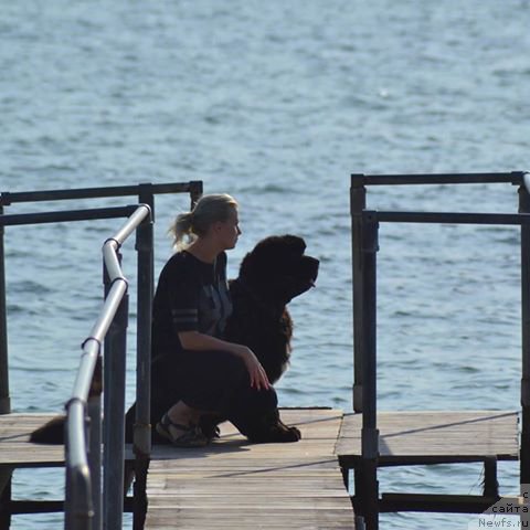 Фото: ньюфаундленд Piternyuf BMW (Питерньюф БМВ)