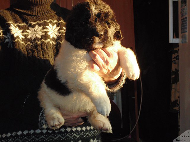 Фото: ньюфаундленд Mag Ispolin Morskaya Jemchujina (Маг Исполин Морская Жемчужина)