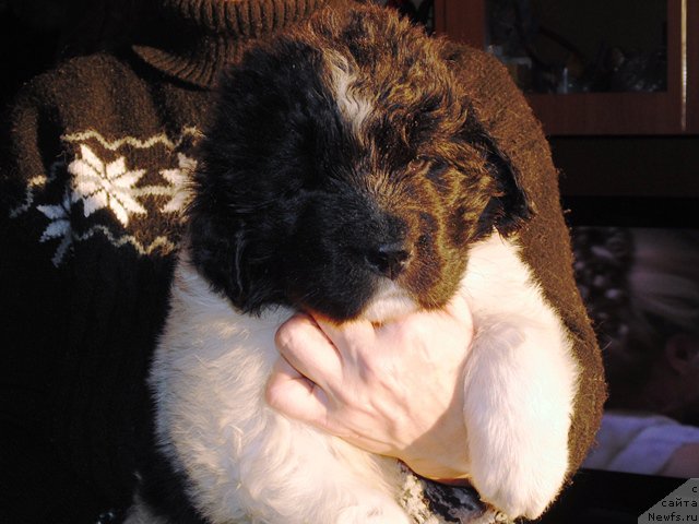 Фото: ньюфаундленд Stepnaya Pal'mira Edinstvennyiy Moy (Степная Пальмира Единственный Мой)