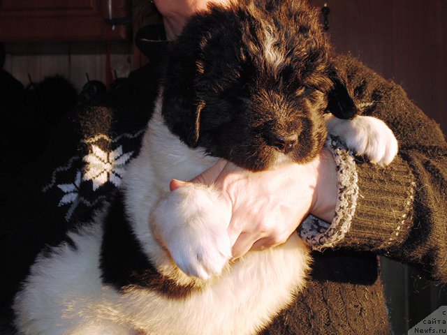 Фото: ньюфаундленд Stepnaya Pal'mira Edinstvennyiy Moy (Степная Пальмира Единственный Мой)