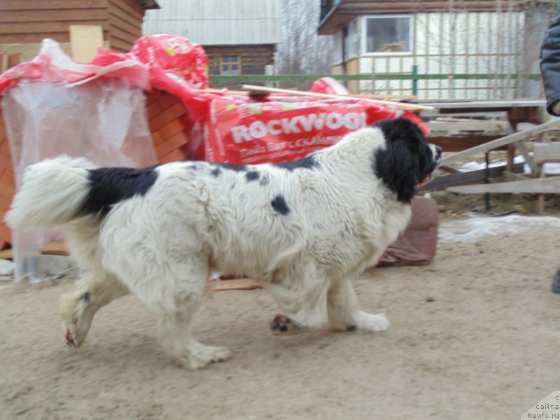 Фото: ньюфаундленд Mag Ispolin Morskaya Jemchujina (Маг Исполин Морская Жемчужина)
