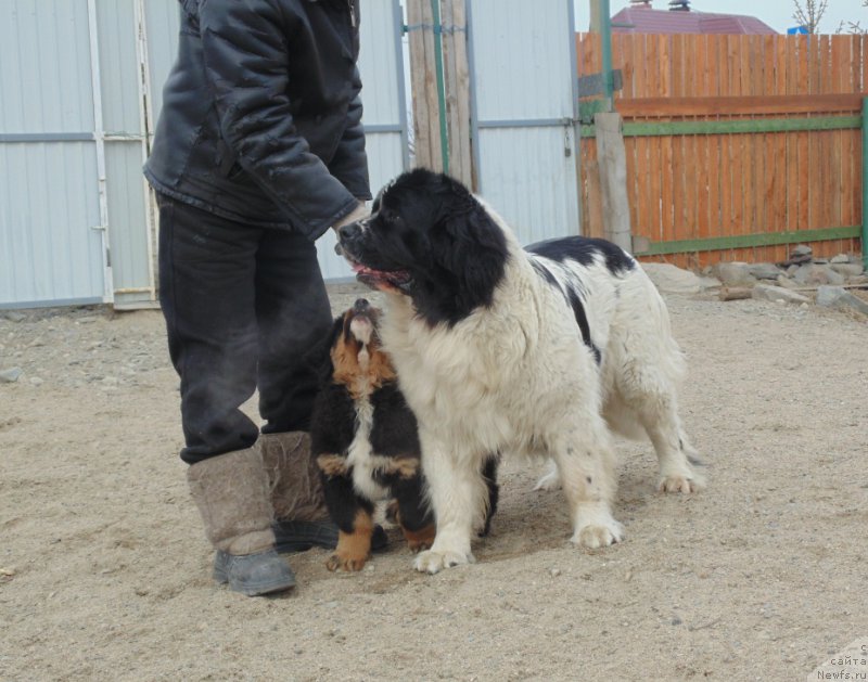 Фото: ньюфаундленд Mag Ispolin Morskaya Jemchujina (Маг Исполин Морская Жемчужина)