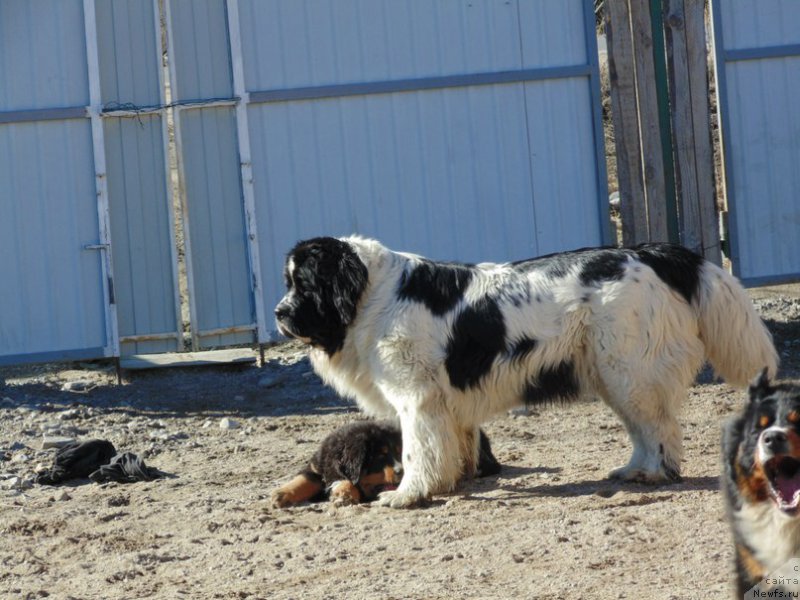 Фото: ньюфаундленд Mag Ispolin Morskaya Jemchujina (Маг Исполин Морская Жемчужина)