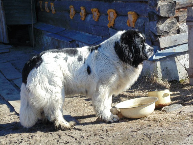 Фото: ньюфаундленд Mag Ispolin Morskaya Jemchujina (Маг Исполин Морская Жемчужина)