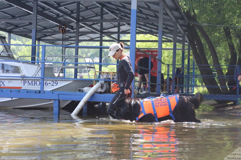Фото: Aleksandra Fetisova (Александра Фетисова), ньюфаундленд Beguschaya po Volnam Foget Mi Not (Бегущая по Волнам Фогет Ми Нот)