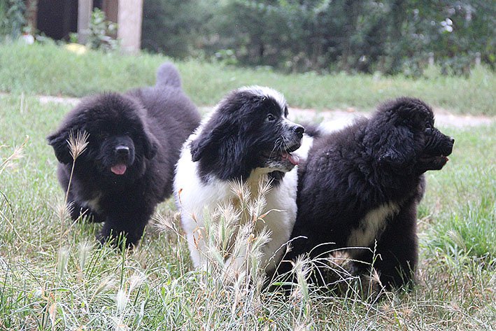 Фото: ньюфаундленд Neotrazimyiy Dendi Morskoy Medved' (Неотразимый Денди Морской Медведь), ньюфаундленд Novaya Zvezda Morskoy Medved' (Новая Звезда Морской Медведь), ньюфаундленд Nefritovaya Princessa Morskoy Medved' (Нефритовая Принцесса Морской Медведь)