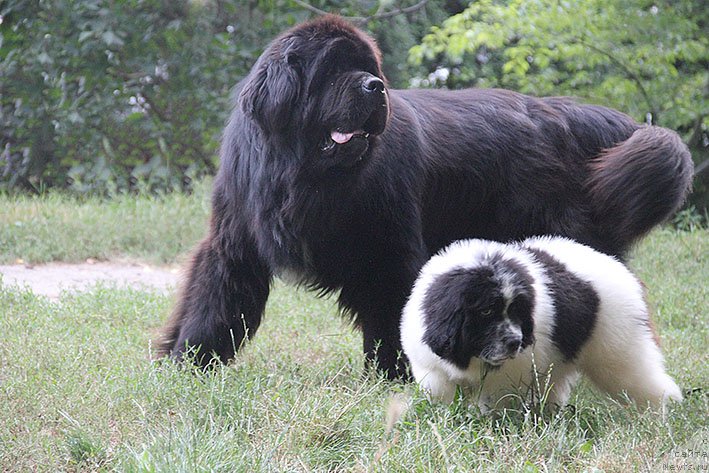 Фото: ньюфаундленд Tsenny Kadr s Berega Dona (Ценный Кадр с Берега Дона), ньюфаундленд Neotrazimyiy Dendi Morskoy Medved' (Неотразимый Денди Морской Медведь)