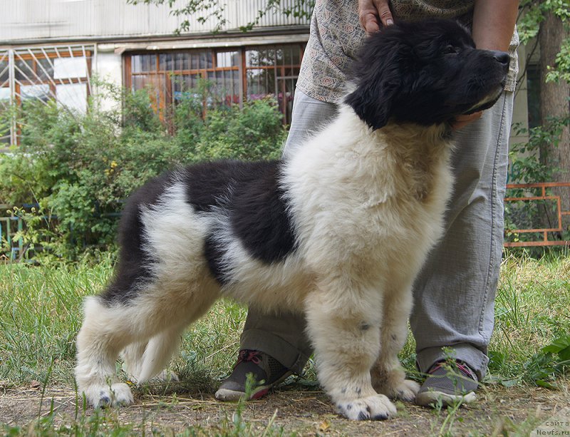 Фото: ньюфаундленд Super Bizon Rayt (Супер Бизон Райт)