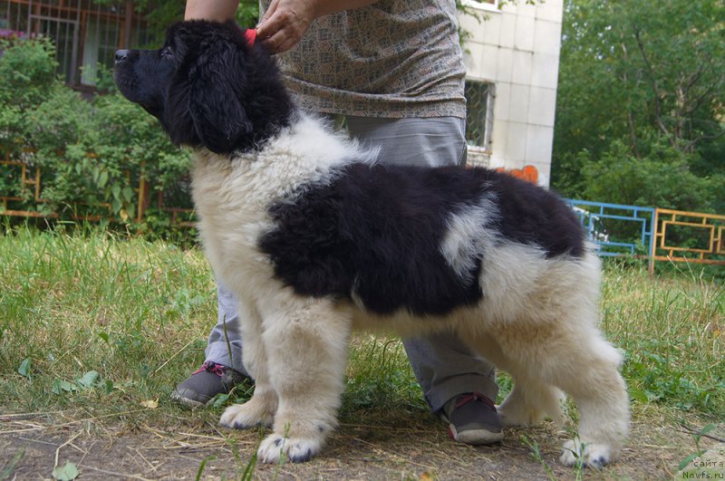 Фото: ньюфаундленд Super Bizon Rayt (Супер Бизон Райт)