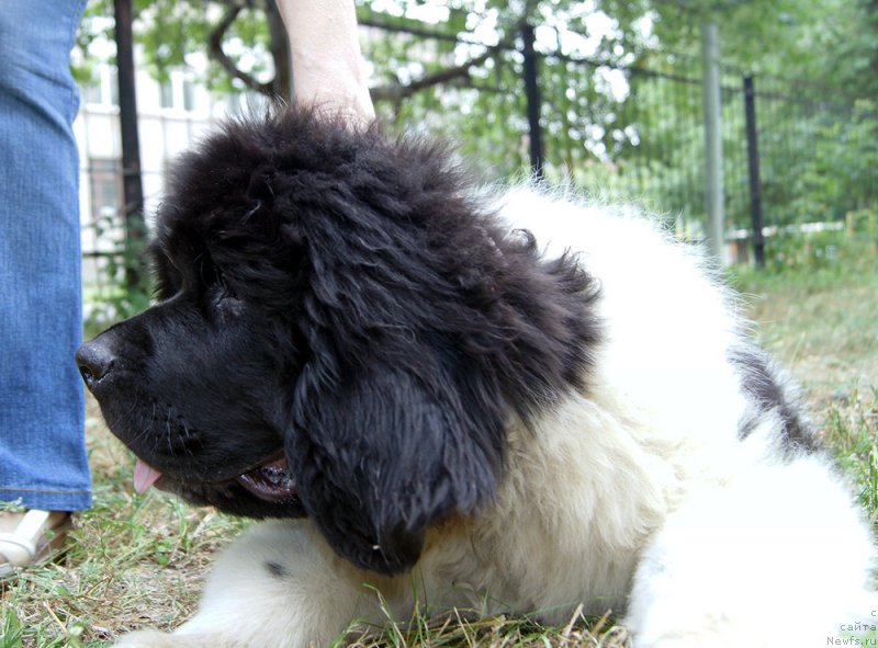 Фото: ньюфаундленд Super Bizon Rayt (Супер Бизон Райт)