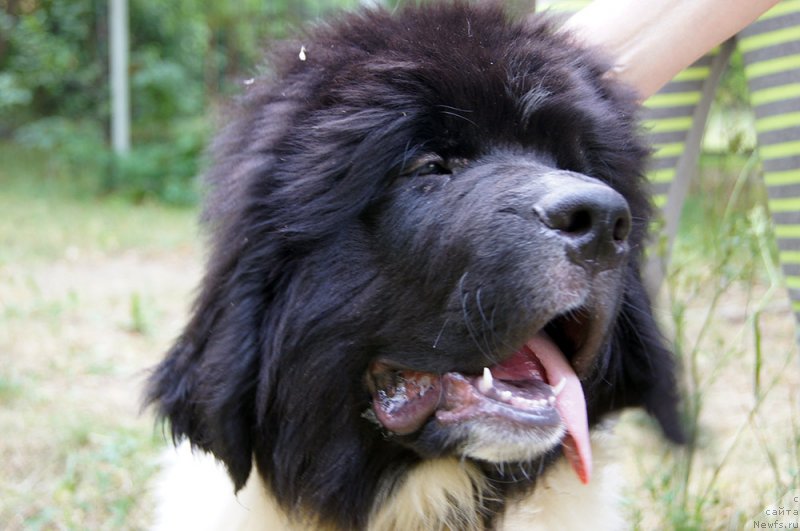 Фото: ньюфаундленд Super Bizon Rayt (Супер Бизон Райт)