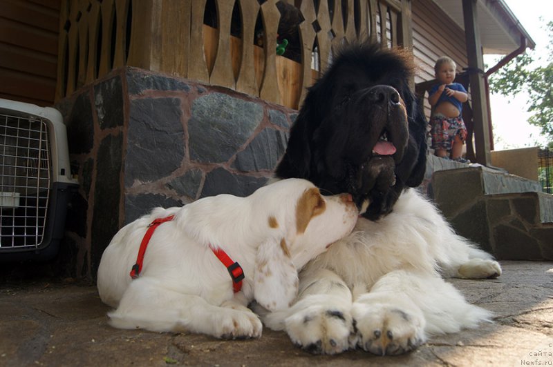 Фото: ньюфаундленд Super Premium Zhodo Ferolli (Супер Премиум Жодо Феролли)