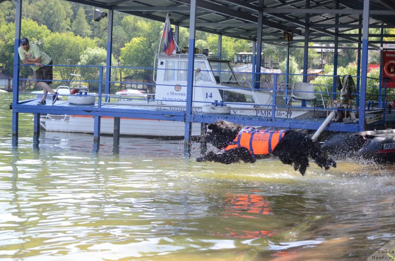 Фото: ньюфаундленд Super Bizon Liliman (Супер Бизон Лилимэн)