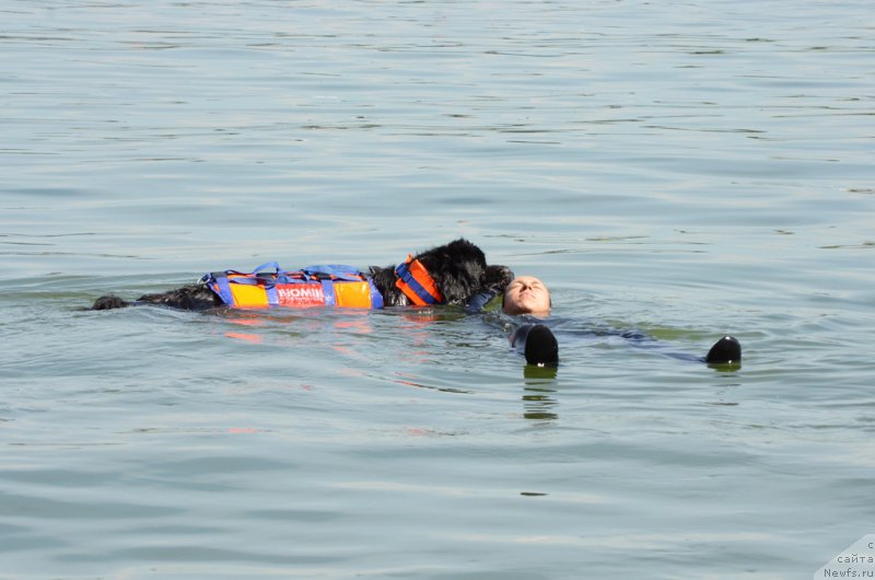 Фото: ньюфаундленд Belkonder-Club Ugli-Boogli (Белкондер-Клаб Угли-Бугли)