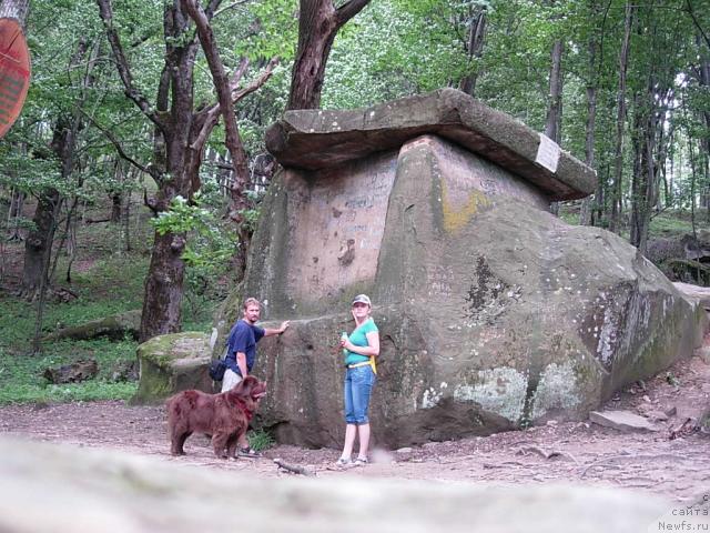 Фото: ньюфаундленд Lesnaya Skazka Izabella (Лесная Сказка Изабелла), Diana Larina (Диана Ларина), Andrey Larin (Андрей Ларин)