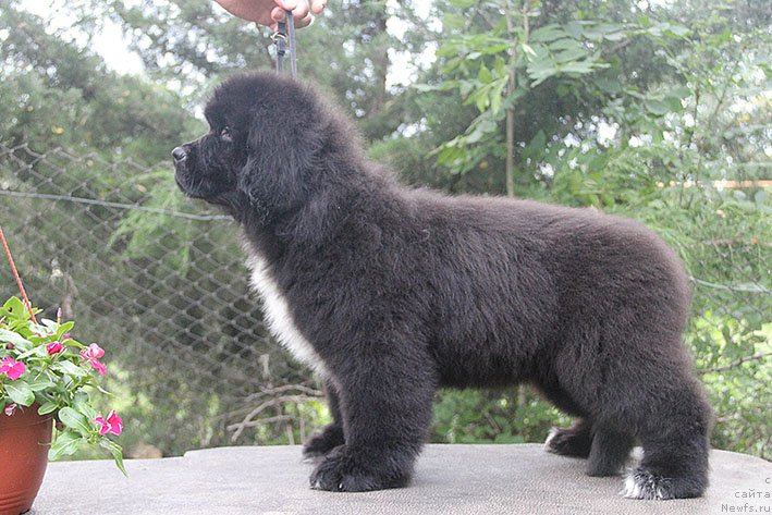 Фото: ньюфаундленд Nefritovaya Princessa Morskoy Medved' (Нефритовая Принцесса Морской Медведь)