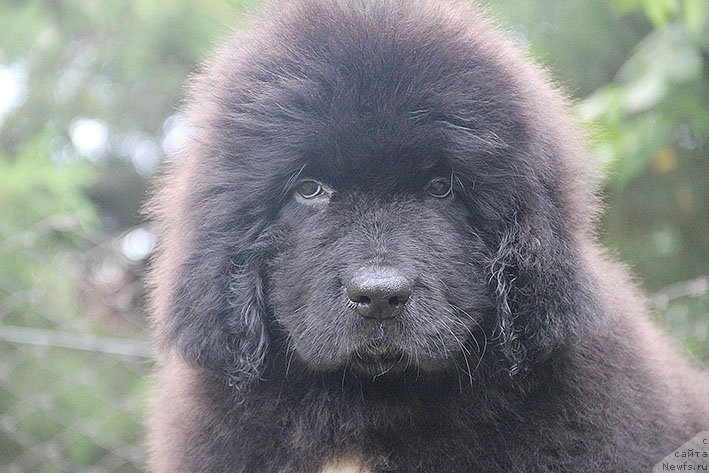 Фото: ньюфаундленд Nefritovaya Princessa Morskoy Medved' (Нефритовая Принцесса Морской Медведь)