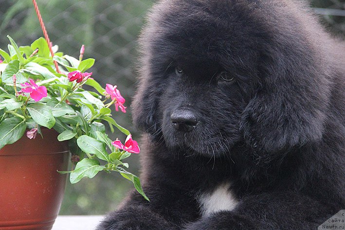 Фото: ньюфаундленд Nefritovaya Princessa Morskoy Medved' (Нефритовая Принцесса Морской Медведь)