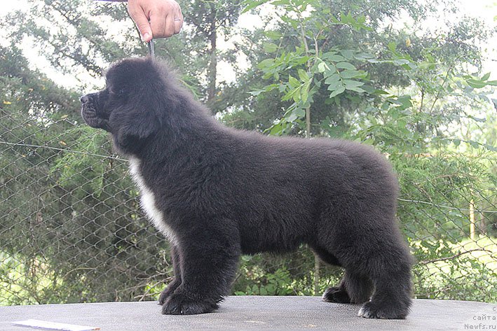 Фото: ньюфаундленд Novaya Zvezda Morskoy Medved' (Новая Звезда Морской Медведь)