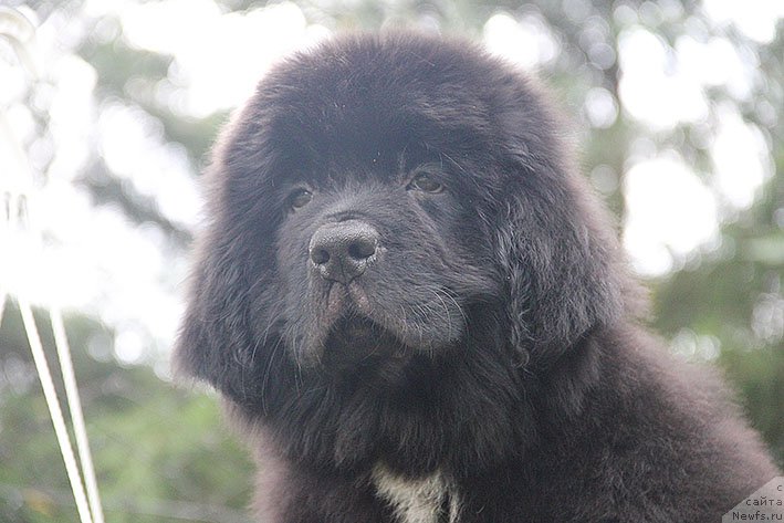 Фото: ньюфаундленд Novaya Zvezda Morskoy Medved' (Новая Звезда Морской Медведь)