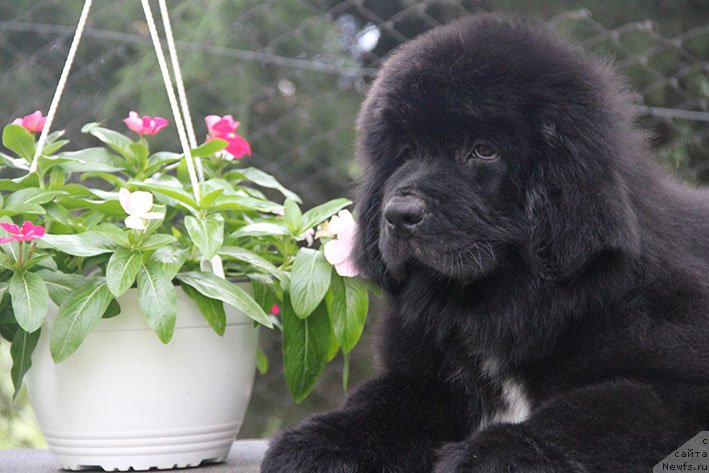 Фото: ньюфаундленд Novaya Zvezda Morskoy Medved' (Новая Звезда Морской Медведь)