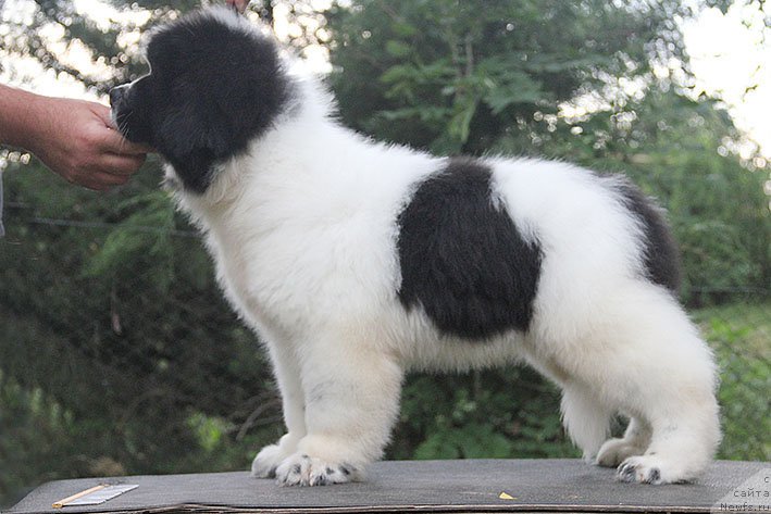 Фото: ньюфаундленд Neotrazimyiy Dendi Morskoy Medved' (Неотразимый Денди Морской Медведь)