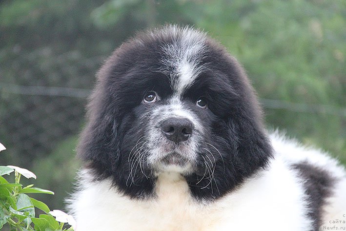 Фото: ньюфаундленд Neotrazimyiy Dendi Morskoy Medved' (Неотразимый Денди Морской Медведь)