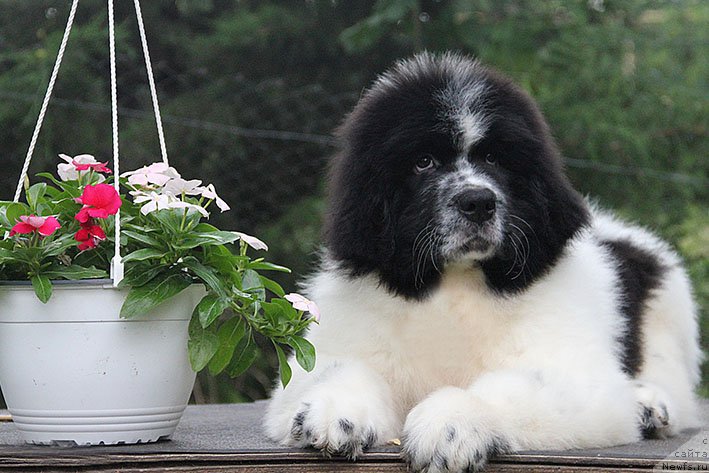 Фото: ньюфаундленд Neotrazimyiy Dendi Morskoy Medved' (Неотразимый Денди Морской Медведь)